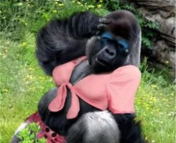 french-gorilla Meme Template