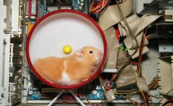 server hamster Meme Template