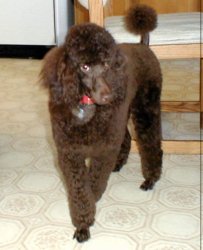 Poodle Meme Template