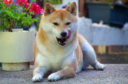 Shiba Meme Template