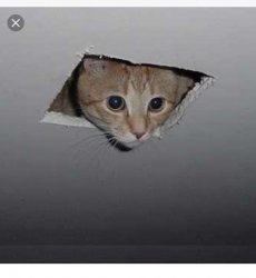 Desperately seeking Wazir Meme Template