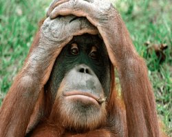 Orangutan Meme Template
