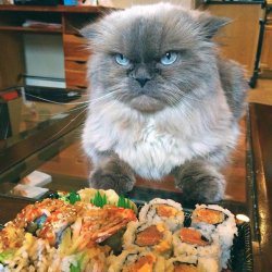 No Sushi For You! Meme Template