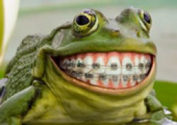 Frog Smile Meme Template