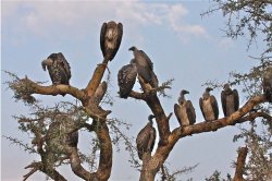 vultures in tree Meme Template