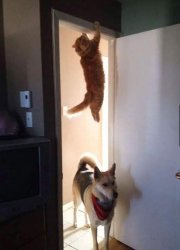 Cat Hanging On Meme Template
