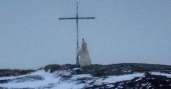 praying polar bear Meme Template