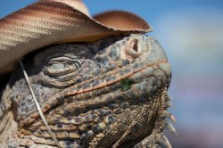 Satisfied Lizard Meme Template