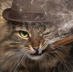 Gangster cat Meme Template