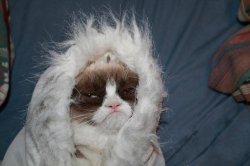grumpy cat winter Meme Template