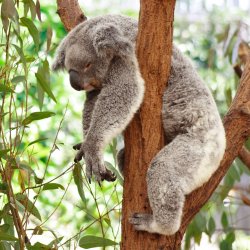 Sleepy koala Meme Template