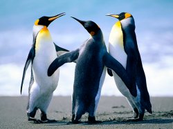 gathering penguins Meme Template