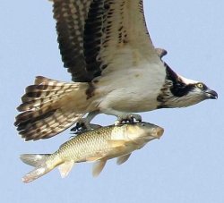 eagle carrying fish Meme Template