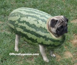 watermelon pug Meme Template