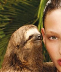rape sloth Meme Template