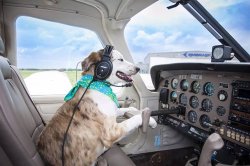 Dogpilot Meme Template