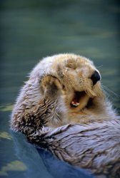 Satisfied sea otter Meme Template
