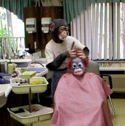 Monkey hairdresser Meme Template