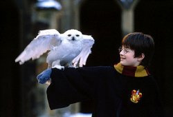 Harry Potter Owl Meme Template