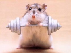 Hamster Weightlifting Meme Template