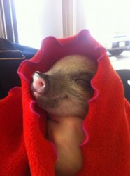 Pig in a Blanket Meme Template