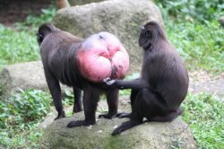 baboon butt Meme Template