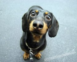 cute daschund puppy Meme Template