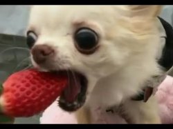 dog eats strawberry Meme Template