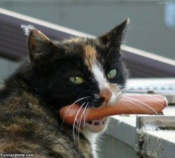 Hot Dog Cat Meme Template