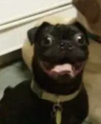 Excited Doggo Meme Template