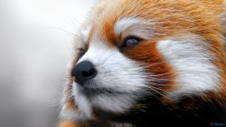 Serious red panda Meme Template