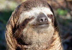 Sloth wink Meme Template