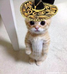 cute cat in hat Meme Template