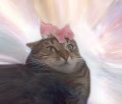 Cat Flower On Head Meme Template