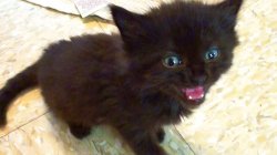 Tiny Black Kitten Meme Template