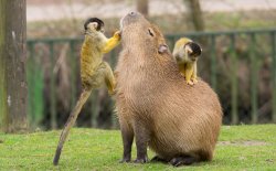 capybara Meme Template