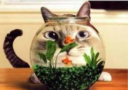 Cat fishbowl Meme Template