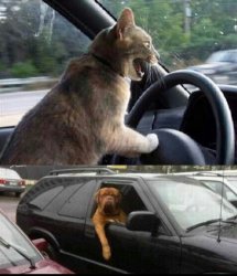 Driving animal altercation Meme Template