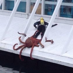 Octopus grabs diver Meme Template