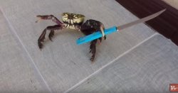 Knife crab Meme Template