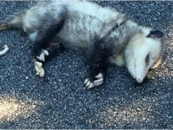 Possum Meme Template