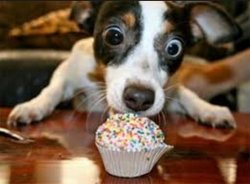 Puppy Cupcake Meme Template