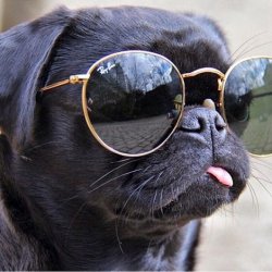 Pug in glasses Meme Template