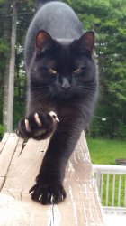 black cat claws pissed Meme Template