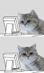 computer cat Meme Template