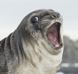 Gasp Seal Meme Template