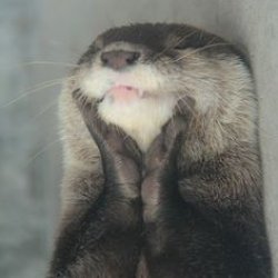 Joyful Otter Meme Template