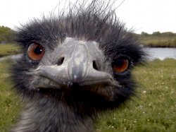 Emu face Meme Template