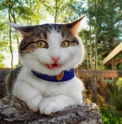 Smiling Cat Meme Template