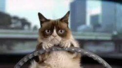 grumpy cat driving Meme Template